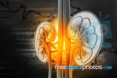 Human Kidney Cross Section Stock Image