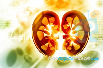 Human Kidney Cross Section Stock Image