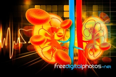 Human Kidney Cross Section Stock Image