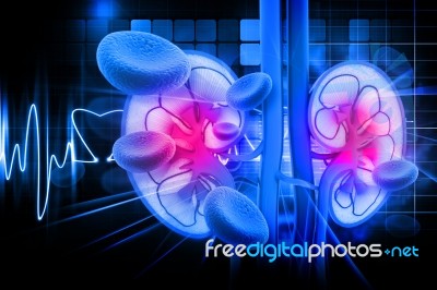 Human Kidney Cross Section Stock Image