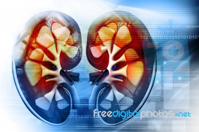 Human Kidney Cross Section Stock Image