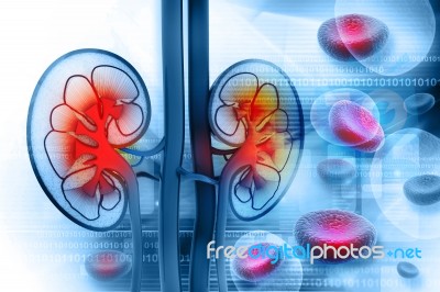 Human Kidney Cross Section Stock Image