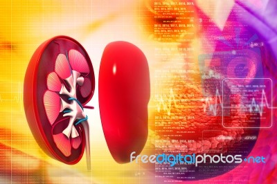 Human Kidney In Abstract Background Stock Image