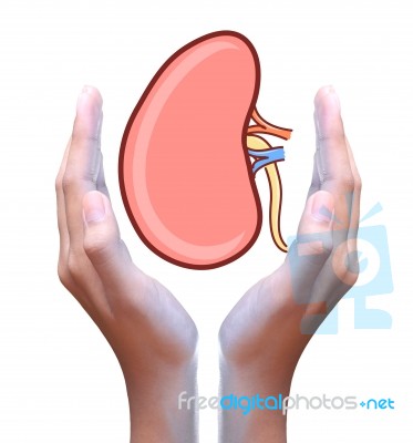 Human Kidney In Hand Stock Photo