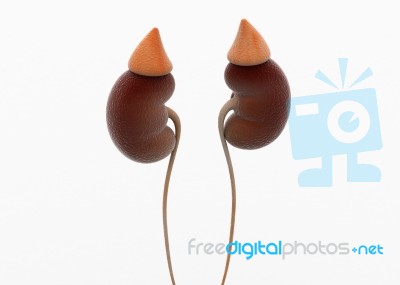 Human Kidneys Stock Image