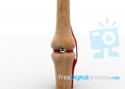 Human Knee Bones Stock Image