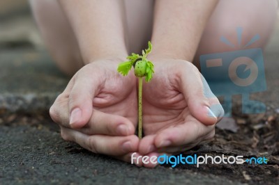 Human Lady Hands Protect The Tamarind Sprout Stock Photo