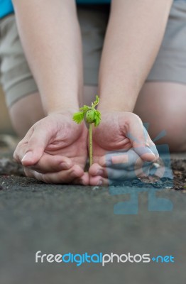 Human Lady Hands Protect The Tamarind Sprout Stock Photo