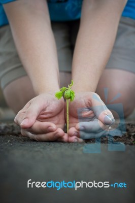 Human Lady Hands Protect The Tamarind Sprout Stock Photo