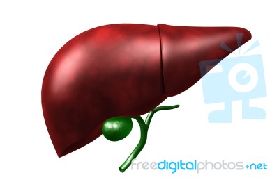 Human Liver Stock Image