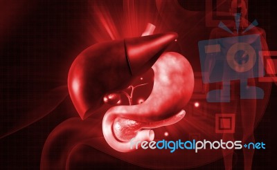 Human Liver And Stomach Stock Image