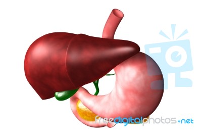 Human Liver And Stomach Stock Image