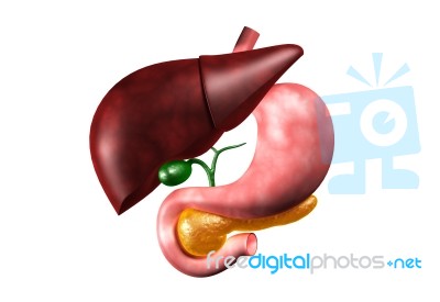 Human Liver And Stomach Stock Image