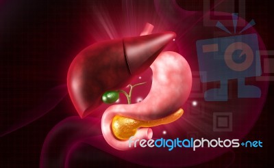 Human Liver And Stomach Stock Image