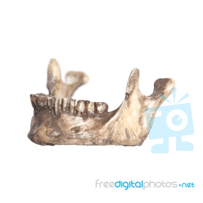 Human Lower Jaw Isolate On A White Background Stock Photo