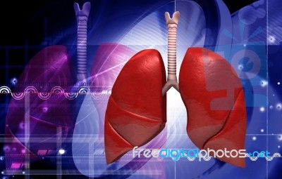 Human Lungs Stock Image