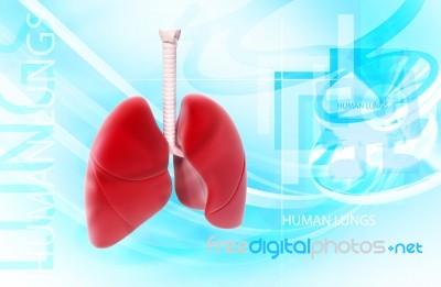 Human  Lungs Stock Image