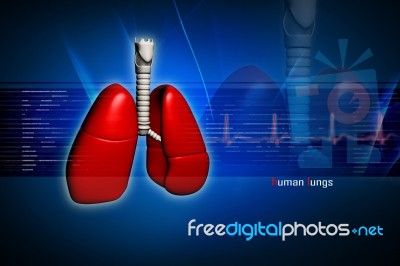 Human Lungs Stock Image