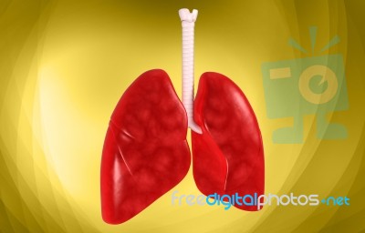 Human Lungs Stock Image