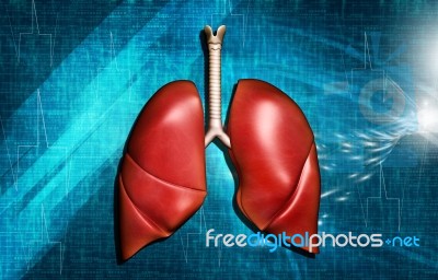 Human Lungs Stock Image