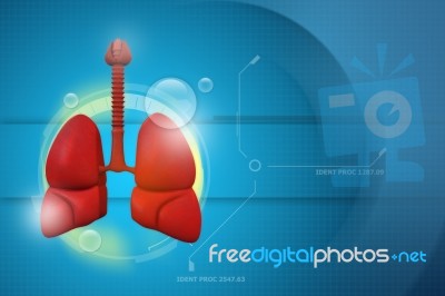 Human Lungs Stock Image