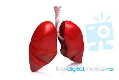 Human Lungs Stock Image