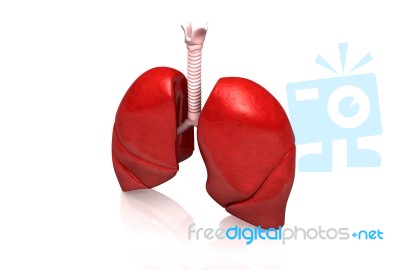 Human Lungs Stock Image