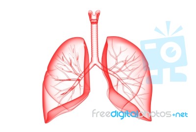 Human Lungs Stock Image