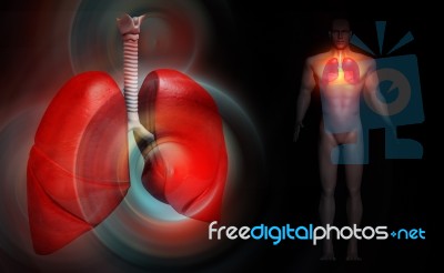 Human Lungs Stock Image