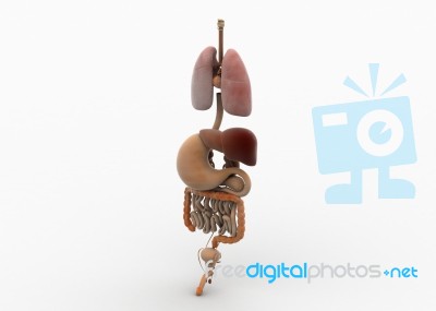 Human Lungs And Digestive System Stock Image