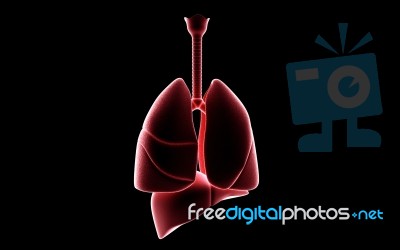 human Lungs And Liver Stock Image