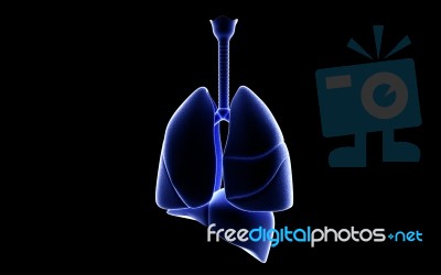 human Lungs And Liver Stock Image