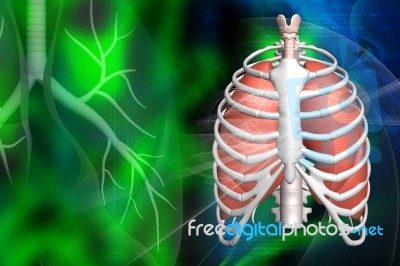 Human Lungs And Rib Stock Image