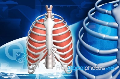 Human Lungs And Rib Stock Image