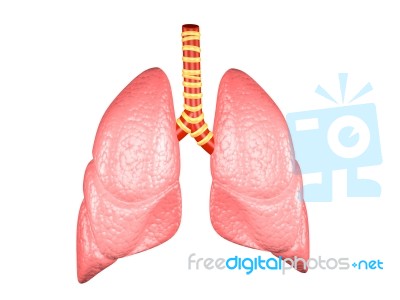 Human Lungs Is A Collection Of Sciencepics Stock Image