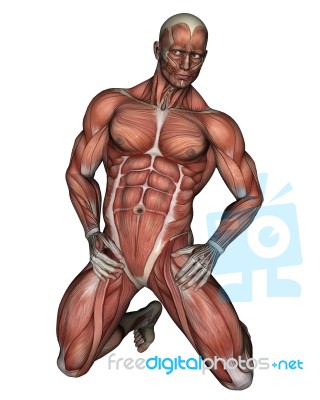 Human Muscular System Stock Image