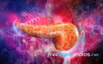 Human Pancreas Anatomy Stock Image