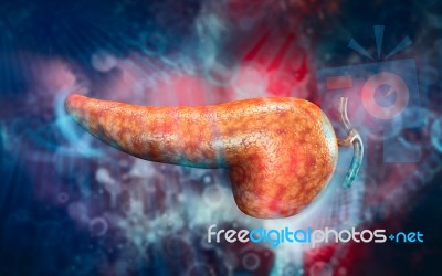 Human Pancreas Anatomy Stock Image