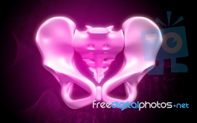 Human Pelvis Stock Image