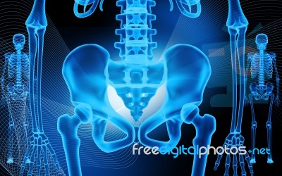 Human Pelvis And Skeleton Stock Image