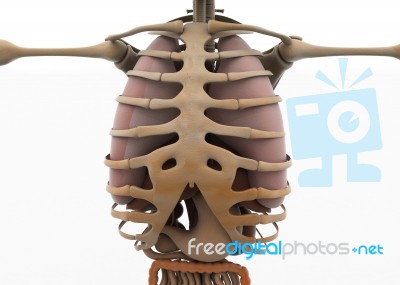 Human Rib Cage Stock Image