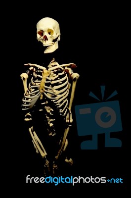 Human Skeleton Stock Photo