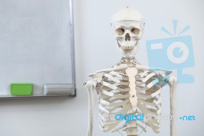 Human Skeleton Stock Photo