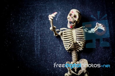 Human Skeleton Stock Photo