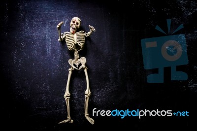 Human Skeleton Stock Photo