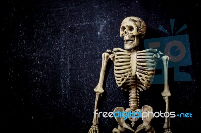 Human Skeleton Stock Photo