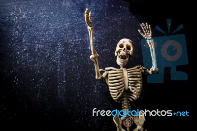 Human Skeleton Stock Photo