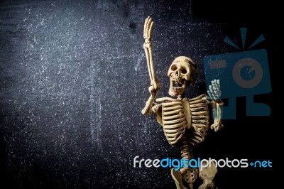 Human Skeleton Stock Photo