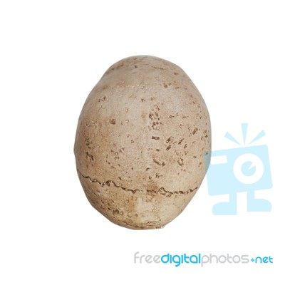 Human Skull Back View Isolate On White Background Stock Photo