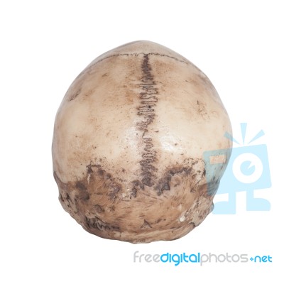 Human Skull Back View Isolate On White Background Stock Photo